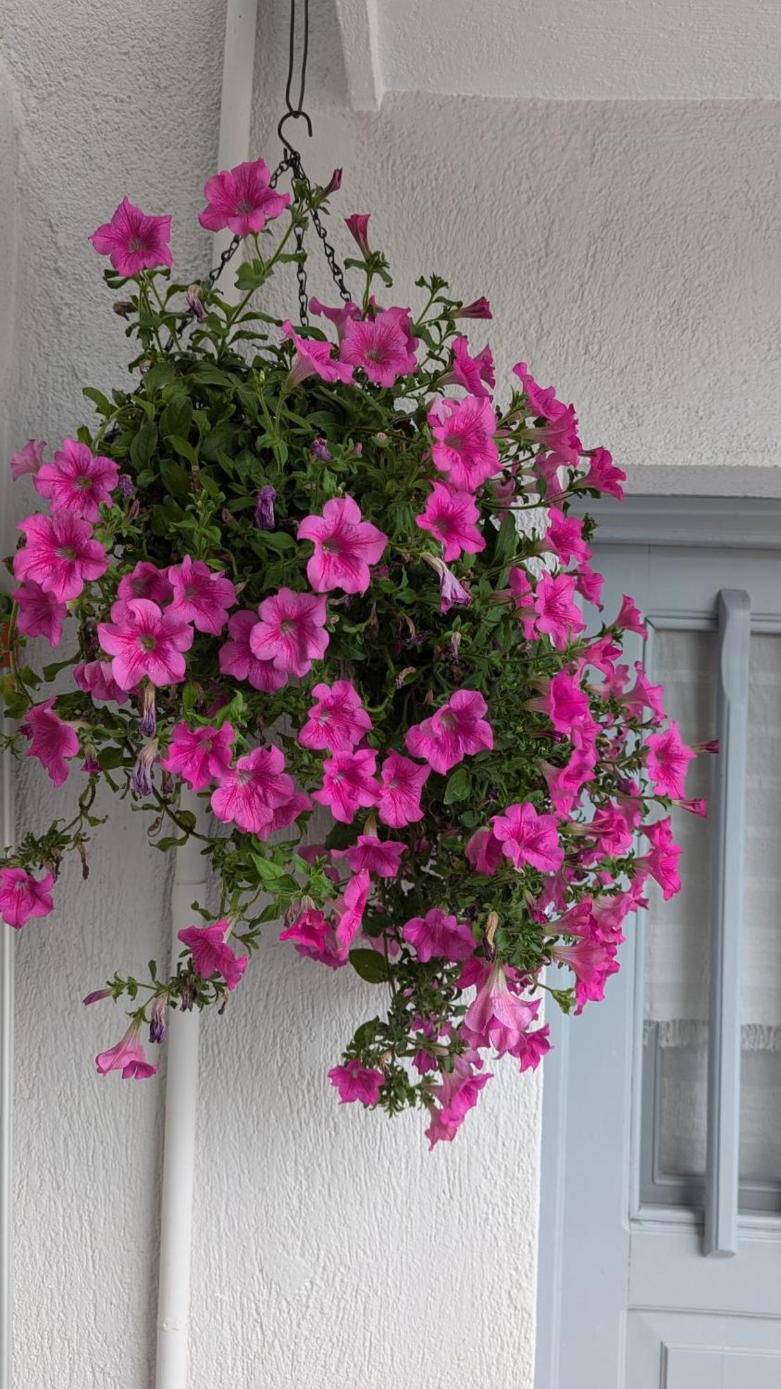 The Botanist Guesthouse Skopelos Exteriér fotografie