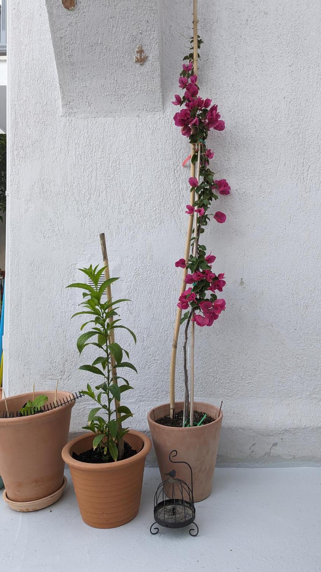 The Botanist Guesthouse Skopelos Exteriér fotografie