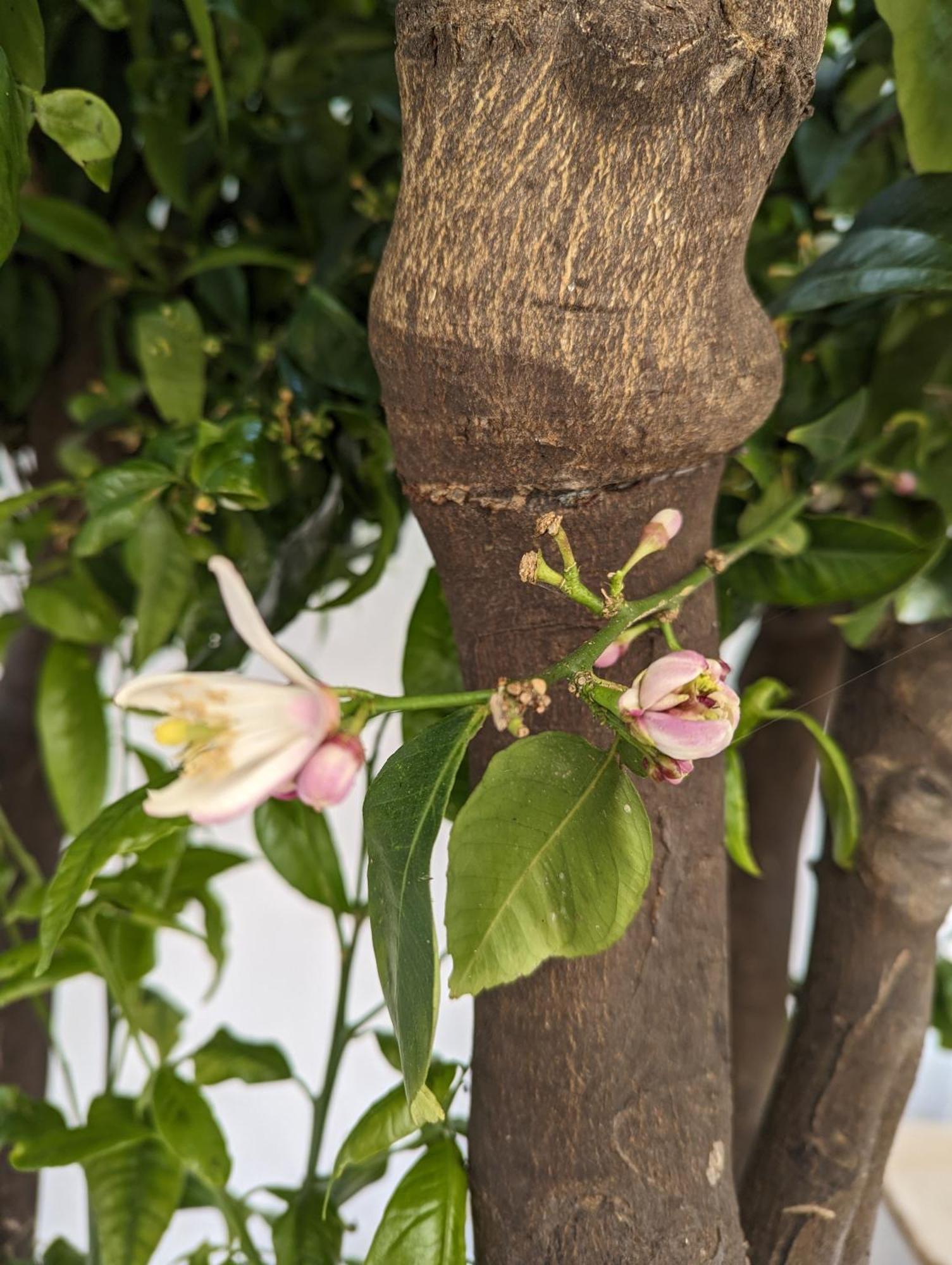 The Botanist Guesthouse Skopelos Exteriér fotografie