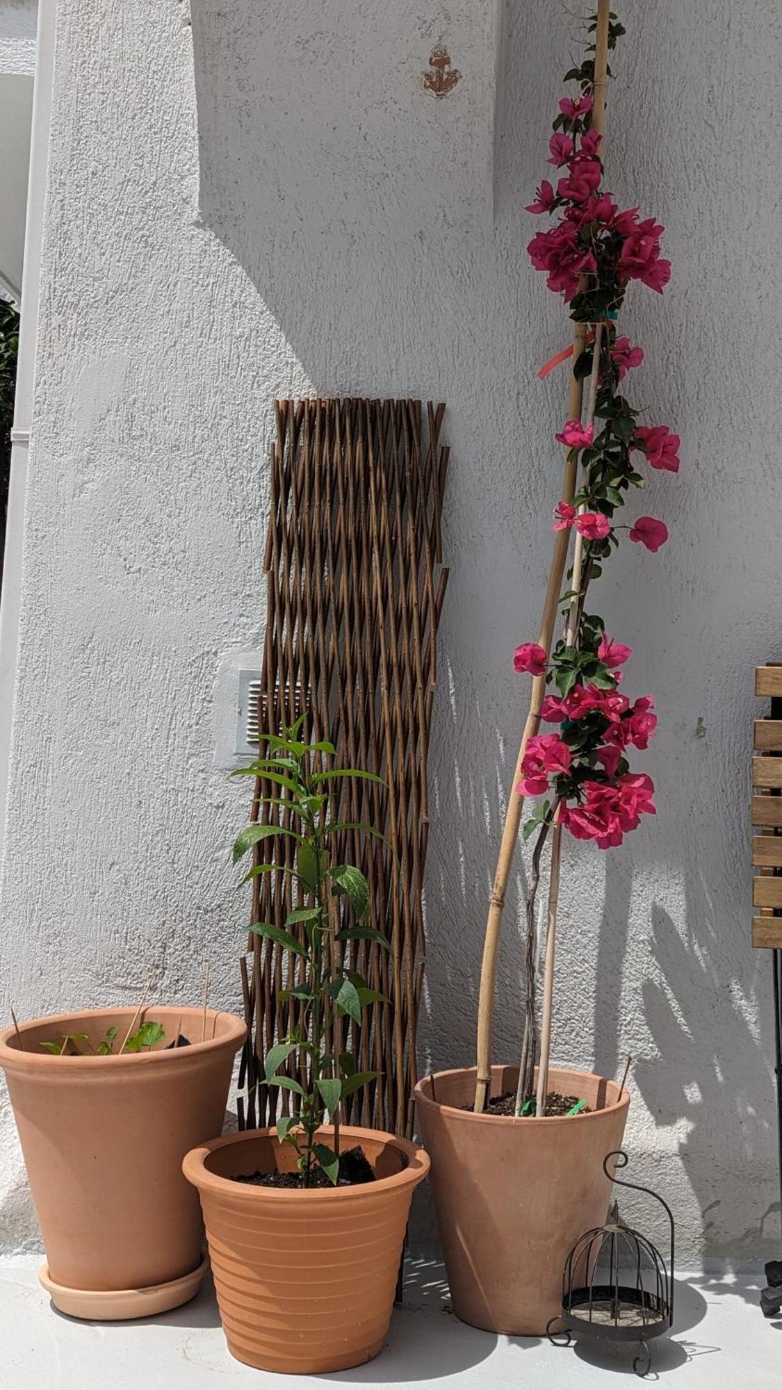 The Botanist Guesthouse Skopelos Exteriér fotografie
